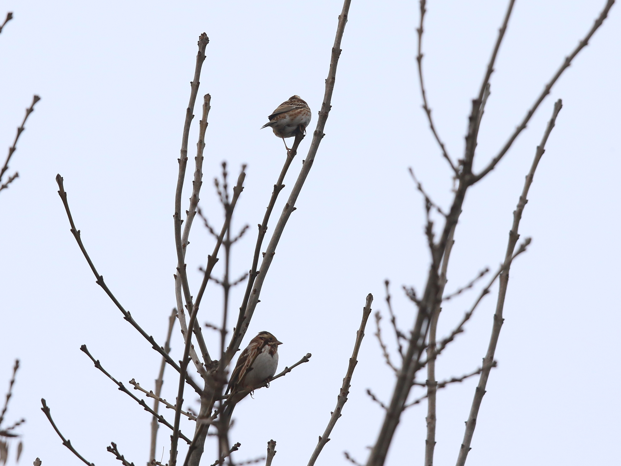 Rustic Bunting
